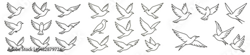 Various sketches of flying birds showcasing different postures and wing positions in a clear, artistic style