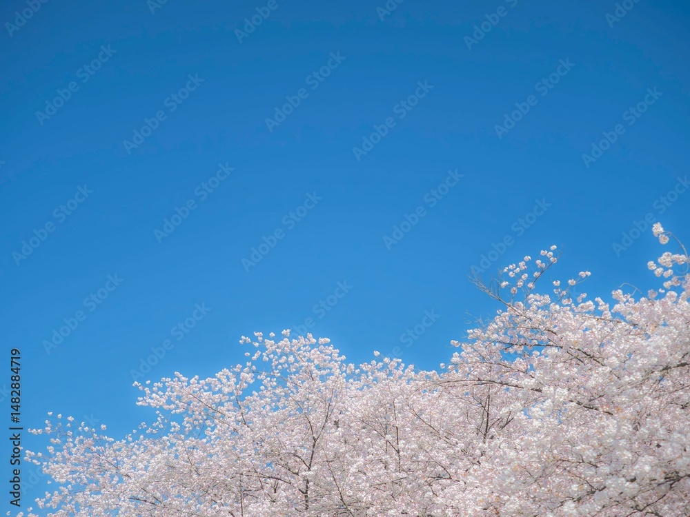 桜の花のある風景。青空と満開の桜。 桜の花のある風景。青空と満開の桜。