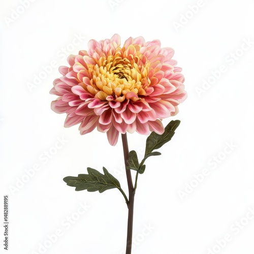 Beautiful Pink Flower with Yellow Center on a White Background