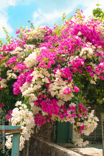 A typical courtyard and entrance to a house in Vietnam, framed by colorful flowering bougainvillea bushes