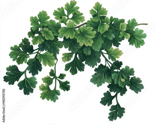 Fresh Green Herb Leaves on White Background for Culinary Use