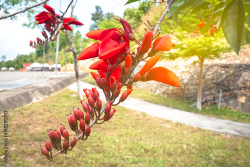 Bright red flowers of erythrina (coral tree) bloom on the branches, creating an exotic and picturesque picture of nature. Tropical tree in bright bloom, close-up, day
