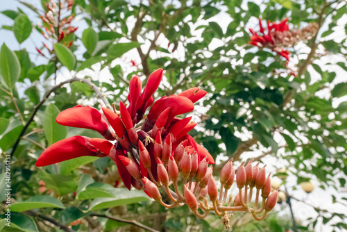 Bright red flowers of erythrina (coral tree) bloom on the branches, creating an exotic and picturesque picture of nature. Tropical tree in bright bloom, close-up, day