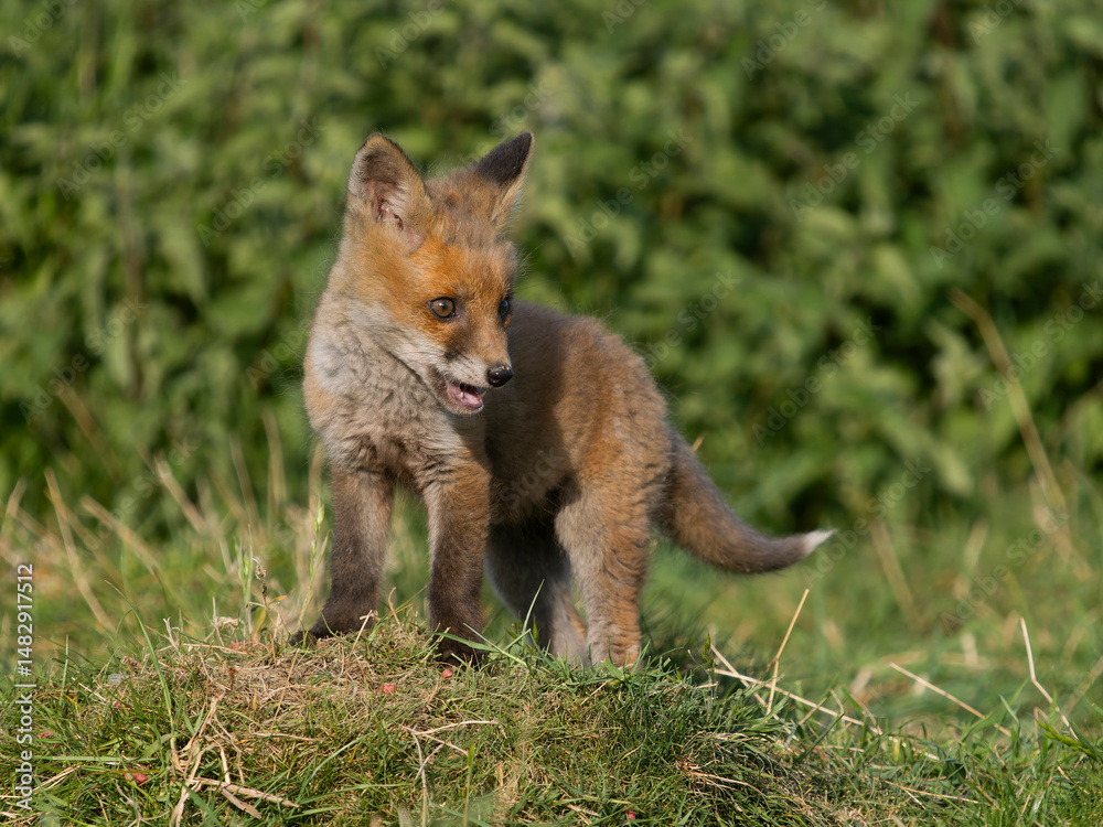 Fototapeta premium Red fox, Vulpes vulpes