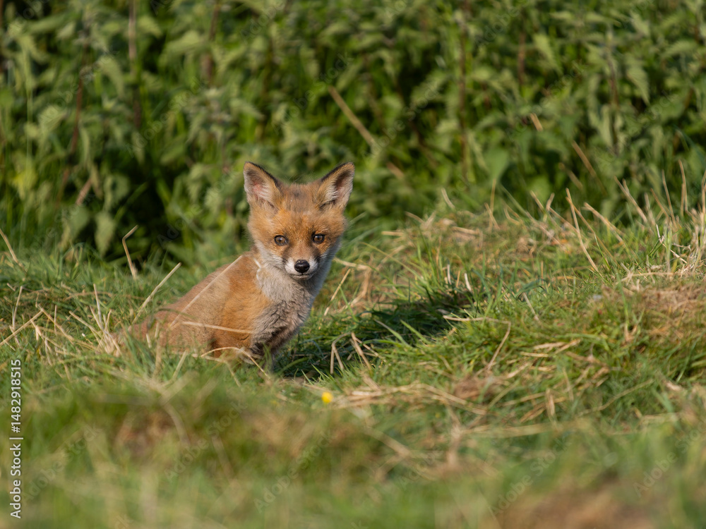 Obraz premium Red fox, Vulpes vulpes