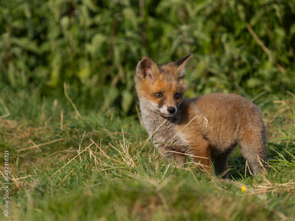 Fototapeta premium Red fox, Vulpes vulpes