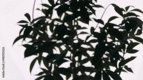 Wallpaper Mural Silhouette of a Plant Against Bright Background Torontodigital.ca