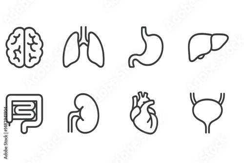 Various human organs illustrated in simple line art style on a white background for educational purposes