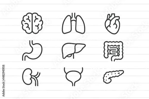 Human anatomy icons illustrating major organs on a simple background