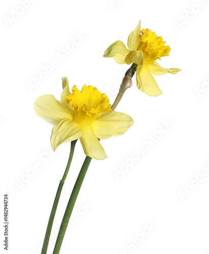 Two beautiful yellow daffodils isolated on white