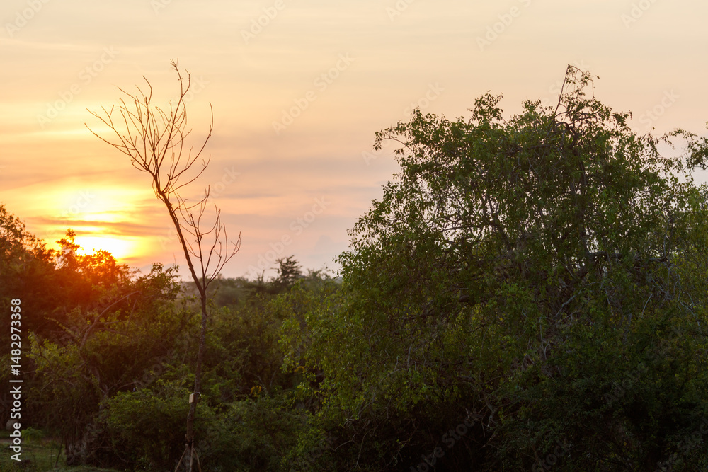 A tree with a branch that is bare and a tree with leaves A tree with a branch that is bare and a tree with leaves