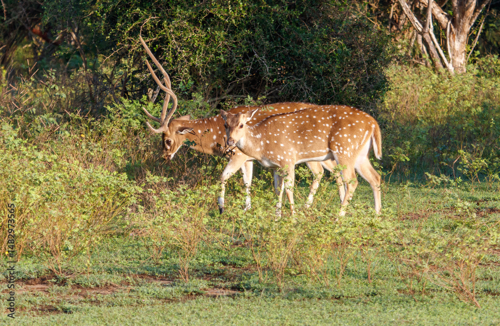 Two deer are walking through a field of grass Two deer are walking through a field of grass