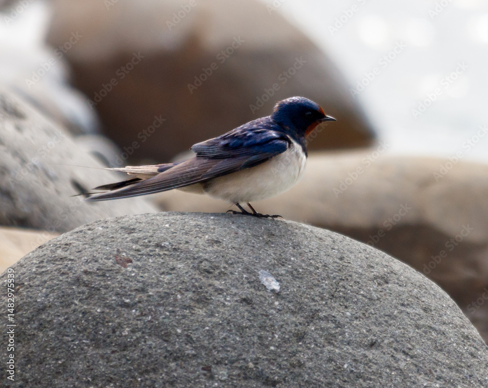 Fototapeta premium A small bird is perched on a rock