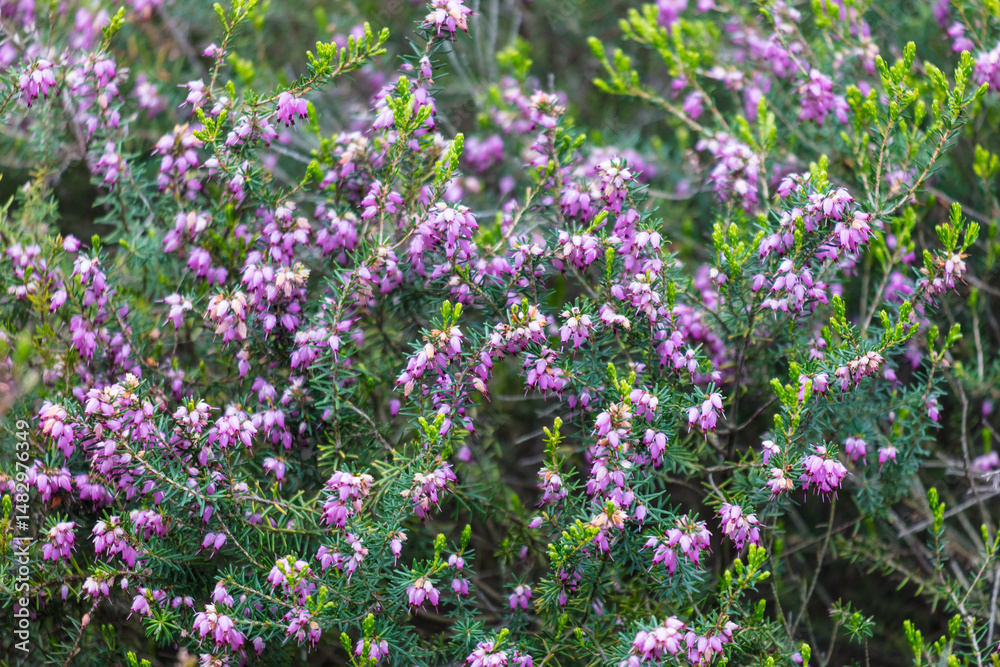 Fototapeta premium A field of purple flowers with green leaves