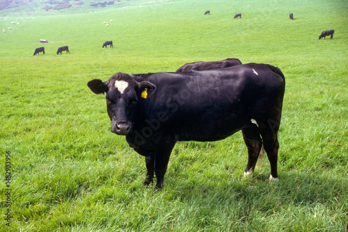Foto Vache, race welsh black