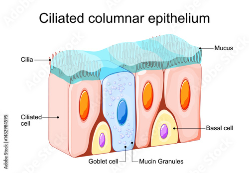 Ciliated columnar epithelium. Nasal epithelium