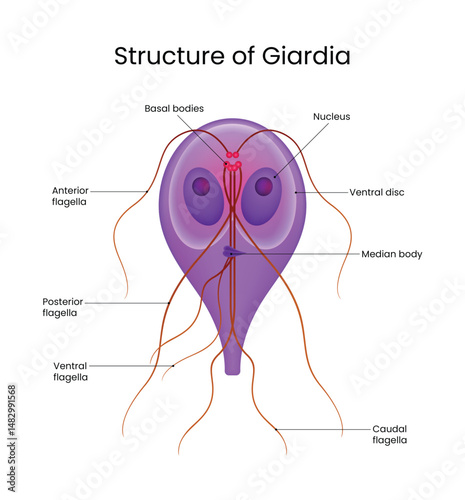 Detailed Structure of Giardia Parasite