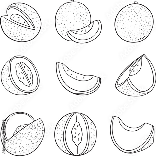 Foto Cantaloupe melon vector illustration set