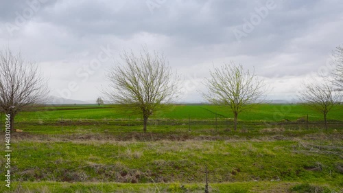 Slow Motion Still Shot of Dry Trees in Green Field. Moody Winter Landscape