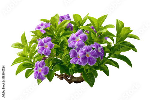Purple Blooms: A vibrant close-up of a cluster of delicate purple flowers, nestled amidst lush green foliage, offers a glimpse of natural beauty and tranquility.