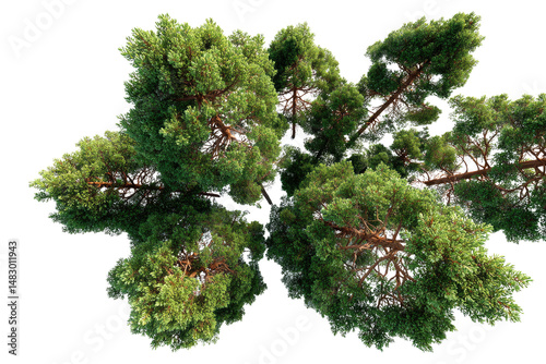 Pine Treetop View: A majestic pine tree viewed from directly above, showcasing its lush green canopy and intricate branch structure. photo