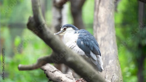 A blue heron is swimming in the lake. A blue heron is preening its feathers in the water.