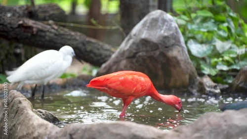 The scarlet ibis bird is swimming in the lake. It is preening its feathers and enjoying swimming.