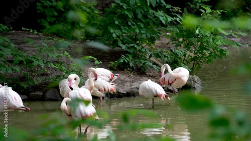 Pink flamingo bird lake aquatic life. Bird with orange wings swims and washes in the lake.