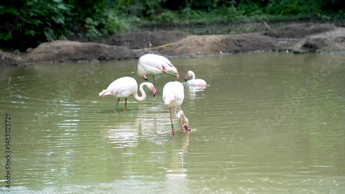 Flock of pink flamingos in the lake aquatic life. A bird with orange wings swims and bathes in the lake.
