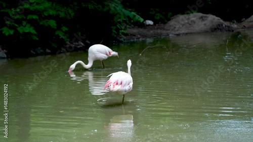 Flock of pink flamingos in the lake aquatic life. A bird with orange wings swims and bathes in the lake.