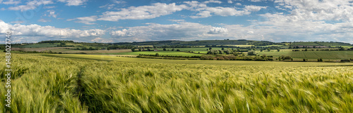 Panoramic Field of Barley