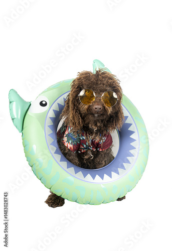 Funny spanish water dog wearing sunglasses and hawaiian shirt inside inflatable ring on white background