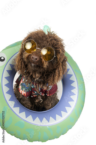 Funny spanish water dog wearing sunglasses and hawaiian shirt with inflatable ring ready for summer vacation