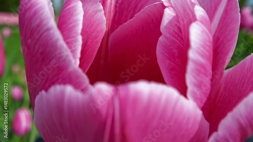 A classic Dutch windmill stands beside a canal, with vibrant pink tulips in the foreground, set in the Netherlands