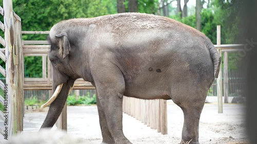Asian elephant behind a wooden barrier in a zoo, surrounded by lush greenery and sunlight. Nature and wildlife.