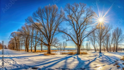 Winter sun illuminates leafless trees casting long shadows on a snow covered landscape