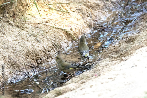 Saciando la sed unos Verderones comunes (Chloris chloris)