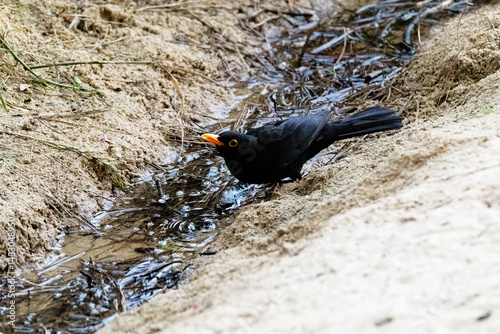 Cada vez esta mas confiado este Mirlo común (Turdus merula)