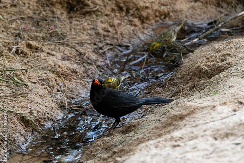 Mirlo común (Turdus merula) sonriendo a la cámara
