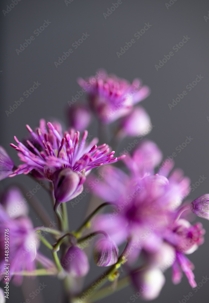 Obraz premium Abstract Close up of Magenta Pink Flowers of Columbine Meadow-rue