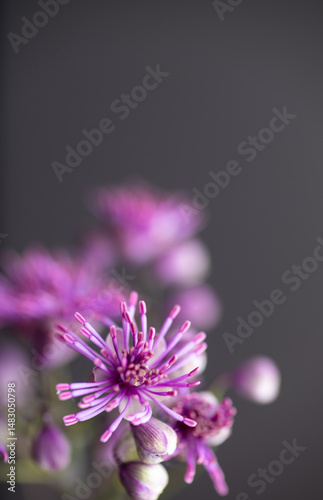 Abstract Close up of Magenta Pink Flowers of Columbine Meadow-rue