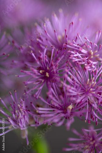 Abstract Close up of Magenta Pink Flowers of Columbine Meadow-rue