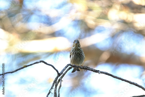 Mirándome de frente un Verdecillo o serín verdecillo (Serinus serinus)