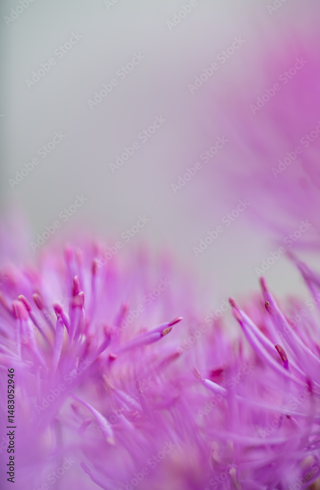 Obraz premium Abstract Close up of Magenta Pink Flowers of Columbine Meadow-rue