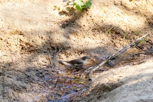 A punto de beber agua una Currucas cabecinegra (Sylvia melanocephala)