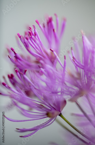 Abstract Close up of Magenta Pink Flowers of Columbine Meadow-rue