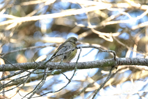 Entre ramas del pino un Verderón común (Chloris chloris)