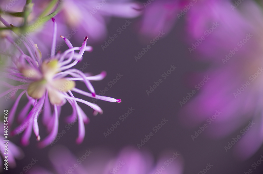 Obraz premium Abstract Close up of Magenta Pink Flowers of Columbine Meadow-rue