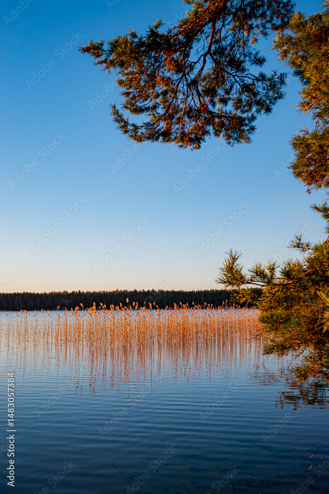 Obraz premium Golden reeds sway gently in the breeze beside calm waters under a clear blue sky