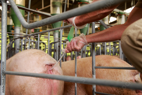 Zootechnician Performing Artificial Insemination in Sow Using Semen Straw